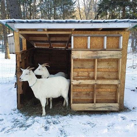 housing goats in the winter