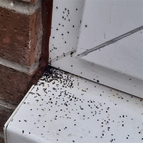 Hovering Bugs On Patio