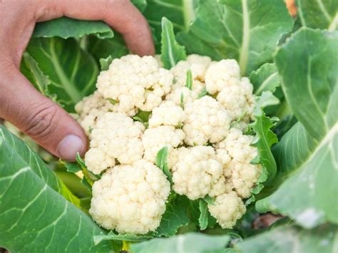 How to Grow Cauliflower from Seed to Harvest LaptrinhX / News