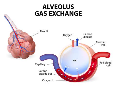 During respiration exchange of gases takes place in class