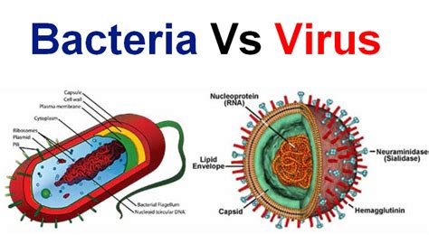 Virus vs Bacteria, What's Actually the Difference? YouTube