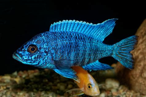 African cichlid contest