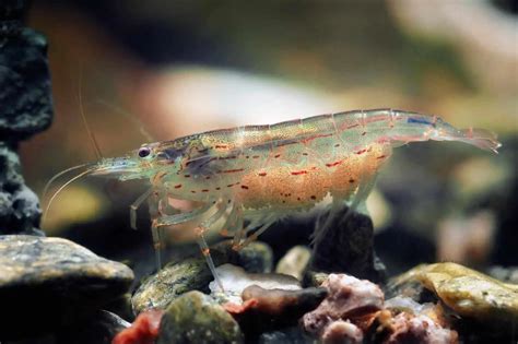 Amano Shrimp Care, Feeding, Algae Eating, Size, Lifespan Video