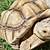 how big do sulcata tortoises grow