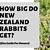 how big does a new zealand rabbit get