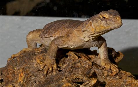 Uromastyx Handling Ultimate Guide & 3 TIP To Bond