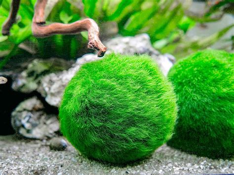 6 Marimo Moss Ball Variety Pack 4 Different Sizes of Premium Quality