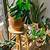 how bring nature inside with houseplants