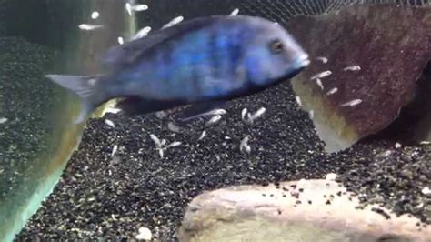 The awesomenes of african cichlids, fry holding YouTube