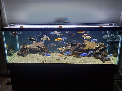 Can Angelfish And African Cichlids Live Together? Betta Care Fish Guide
