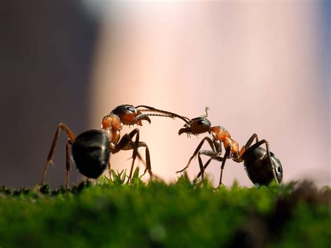 How do ants communicate? Quora
