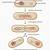 how do bacteria reproduce