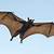 how do bats fly