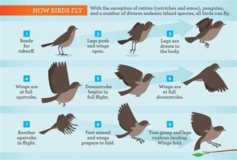 Bird Biology Presentation Biology
