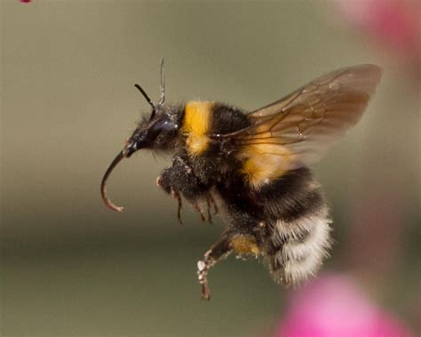 Electrical The Bumblebee Electrifies Anyway COMSOL Blog