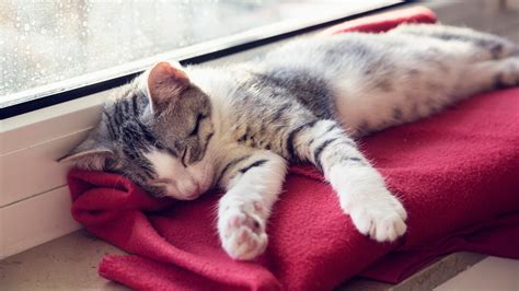 How Do Cats Purr? Sleeping kitten, Cat purr, Why do cats