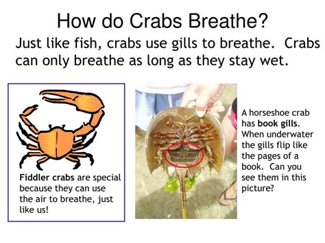 How Do Crabs Breathe?