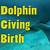 how do dolphins give birth