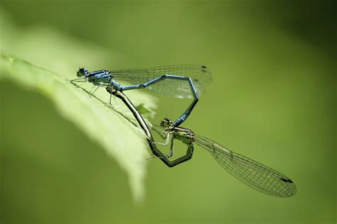 Mating Dragonflies Damselfly, Dragonfly, Animal magic