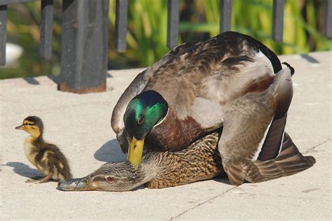 My ducks having their morning mating frolic. YouTube
