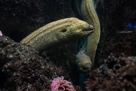 Sharptail Eels Mating YouTube
