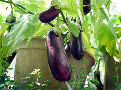 Learn how to grow Eggplant! Gardening tips on how to plant