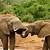 how do elephants mate