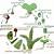how do ferns reproduce