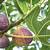 how do figs grow