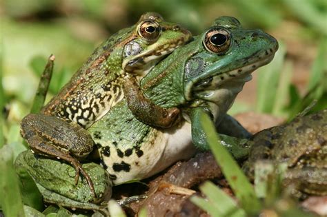Mating Frog Toad · Free photo on Pixabay