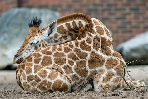 Giraffes Sleep Like They're Having The Sweetest Dreams