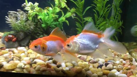 Goldfish Characteristics, habitats, types and more...
