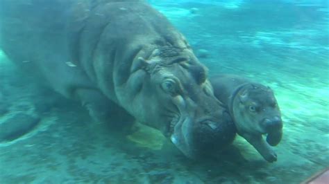 The Hippopotamus, fascinating facts and photos.