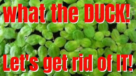 6 Easy Ways to Get Rid of Duckweed How to Eliminate Duckweed from