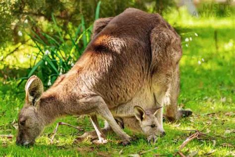 Mother kangaroo pictured reaching for her joey one last