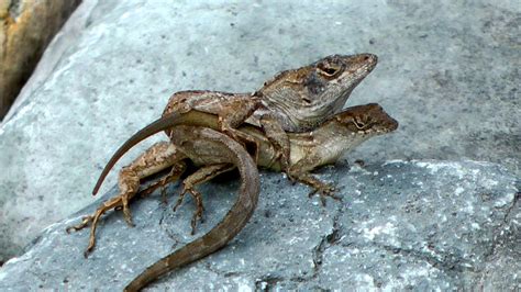 Mating Lizards Flickr Photo Sharing!