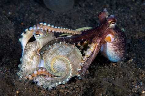 Mating Octopuses photo Ellen Muller photos at