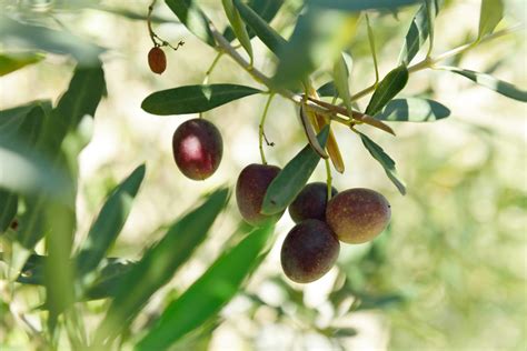 How to grow your own olive tree How to grow olives