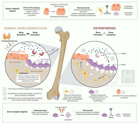how do osteoporosis drugs work