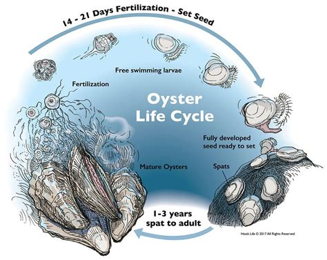 Oyster aquaculture