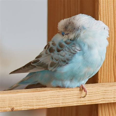 why is my parakeet fluffing it's feathers so much? Yahoo
