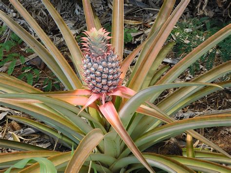Grow Pineapple from Kitchen Scraps at Home Gardener’s