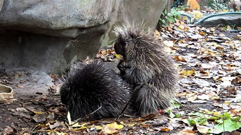 How do porcupines mate!! Things you didn't know!