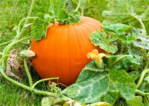 Here's How to Grow Your Own Pumpkin Southern Living