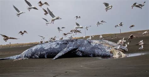 Dead Whales Make for an Underwater Feast Audubon