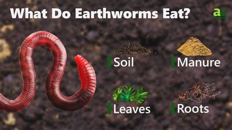HOW AND WHAT DO WORMS EAT? The Garden of Eaden
