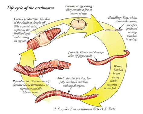 Schistosome lifecycle. Adult worms (1) reproduce sexually