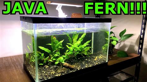 Propagating java fern. Do I just pinch these off below the roots and