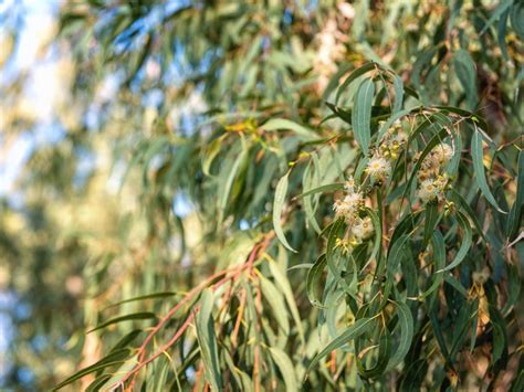 How Do You Spell Eucalyptus Plural SPELOL