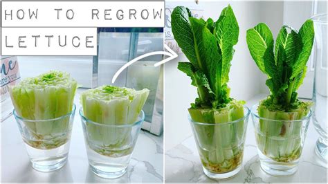 How To Regrow Lettuce From The Cut Off How To Instructions